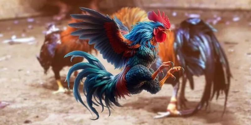 FAQ - Các Câu Hỏi Thường Gặp Khi Tham Gia Xem Đá Gà Trực Tiếp Thomo Tại Vin88